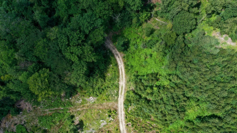 Bundeswaldinventur: Wälder speichern weniger Kohlenstoff als sie abgeben